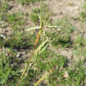 Cymbopogon refractus at Kambah, ACT - 1 Jan 2019