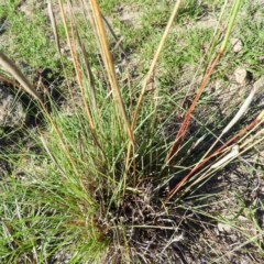 Cymbopogon refractus at Kambah, ACT - 1 Jan 2019 06:17 PM