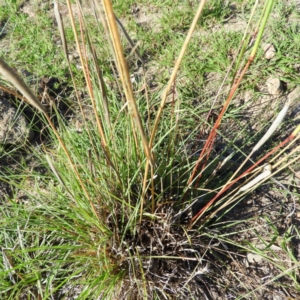 Cymbopogon refractus at Kambah, ACT - 1 Jan 2019