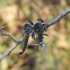 Ommatius sp. (genus) (Robber fly) at Mount Taylor - 1 Jan 2019 by MatthewFrawley