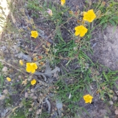 Hypericum gramineum (Small St Johns Wort) at Tombong, NSW - 2 Jan 2019 by BlackFlat