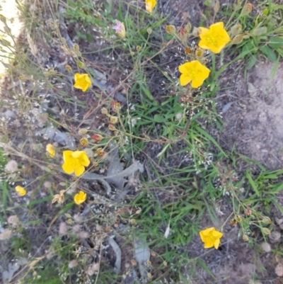 Hypericum gramineum (Small St Johns Wort) at Black Flat at Corrowong - 2 Jan 2019 by BlackFlat