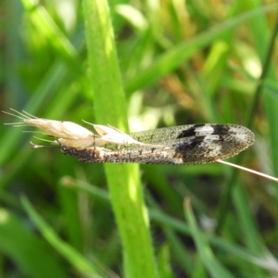 Glenoleon pulchellus (Antlion lacewing) at Kambah, ACT - 1 Jan 2019 by MatthewFrawley