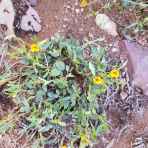 Zornia dyctiocarpa var. dyctiocarpa at Corrowong, NSW - 18 Dec 2018