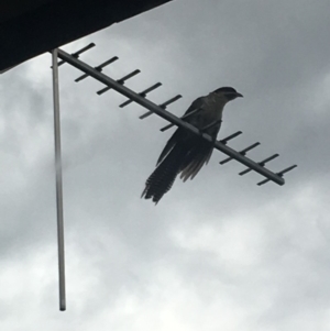 Eudynamys orientalis at Wanniassa, ACT - 5 Jan 2019