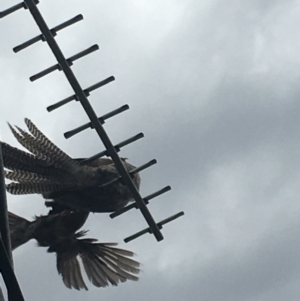 Eudynamys orientalis at Wanniassa, ACT - 5 Jan 2019