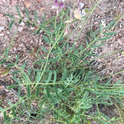 Swainsona monticola (Notched Swainson-Pea) at Corrowong, NSW - 5 Nov 2020 by BlackFlat