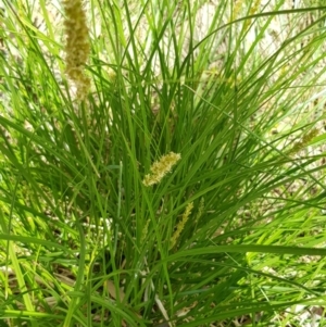 Lomandra longifolia at Corrowong, NSW - 27 Nov 2018