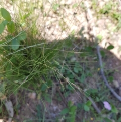 Nassella trichotoma (Serrated Tussock) at Black Flat at Corrowong - 2 Jan 2019 by BlackFlat