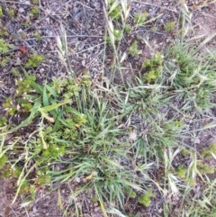 Rytidosperma (genus) (Wallaby Grass) at Corrowong, NSW - 12 Nov 2018 by BlackFlat