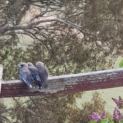 Artamus cyanopterus (Dusky Woodswallow) at Corrowong, NSW - 13 Oct 2018 by BlackFlat