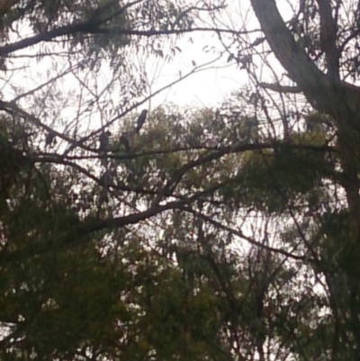 Calyptorhynchus lathami lathami (Glossy Black-Cockatoo) at Tanja, NSW - 31 Dec 2018 by TEMVG