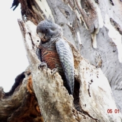 Callocephalon fimbriatum (Gang-gang Cockatoo) at Federal Golf Course - 5 Jan 2019 by TomT