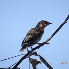 Anthochaera carunculata (Red Wattlebird) at Deakin, ACT - 4 Jan 2019 by TomT