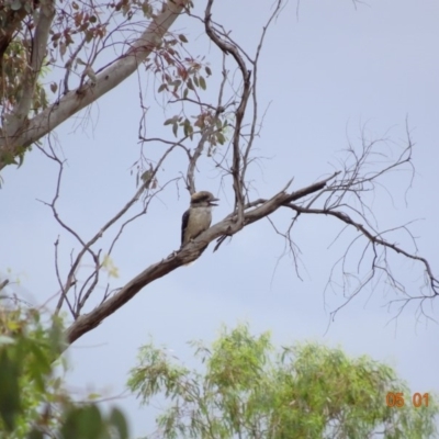 Dacelo novaeguineae (Laughing Kookaburra) at Hughes, ACT - 5 Jan 2019 by TomT