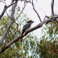 Dacelo novaeguineae at Hughes, ACT - 5 Jan 2019 03:38 PM