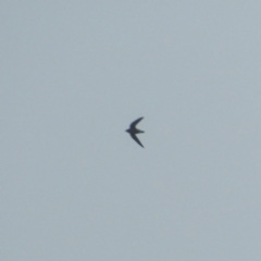 Hirundapus caudacutus (White-throated Needletail) at Bawley Point, NSW - 2 Jan 2019 by MatthewFrawley