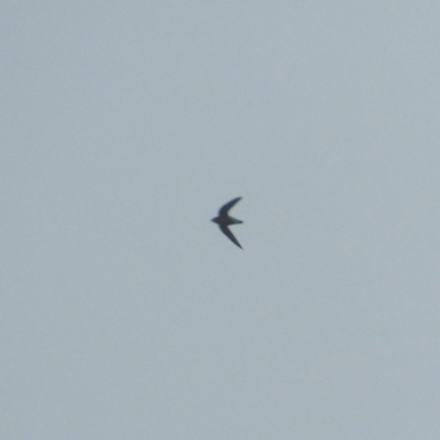 Hirundapus caudacutus (White-throated Needletail) at Bawley Point, NSW - 2 Jan 2019 by MatthewFrawley