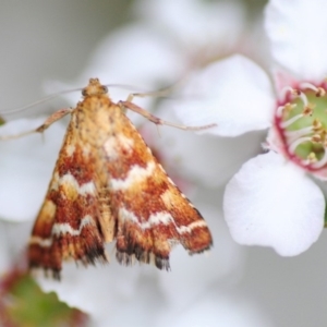 Oenogenes fugalis at Cotter River, ACT - 31 Dec 2018