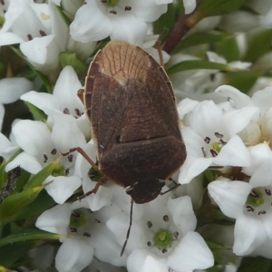 Dictyotus caenosus at Paddys River, ACT - 9 Dec 2018 01:19 PM