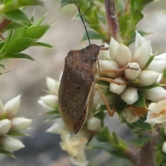 Dictyotus caenosus at Paddys River, ACT - 9 Dec 2018 01:19 PM