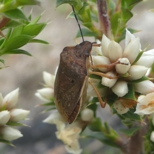 Dictyotus caenosus at Paddys River, ACT - 9 Dec 2018 01:19 PM