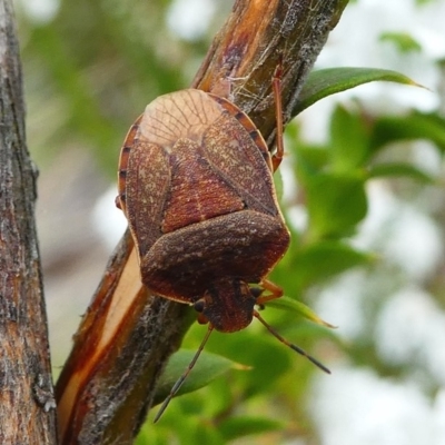 Dictyotus caenosus (Brown Shield Bug) at Paddys River, ACT - 9 Dec 2018 by HarveyPerkins