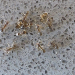 Doleromyrma sp. (genus) (Brown house ant) at Isaacs, ACT - 25 Jan 2017 by Mike