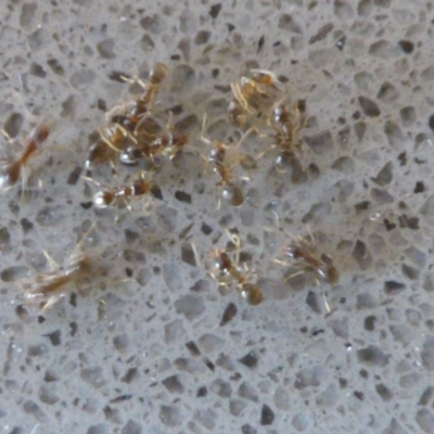 Doleromyrma sp. (genus) (Brown house ant) at Isaacs, ACT - 25 Jan 2017 by Mike