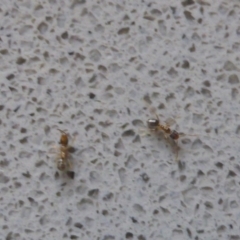 Doleromyrma sp. (genus) at Isaacs, ACT - 25 Jan 2017