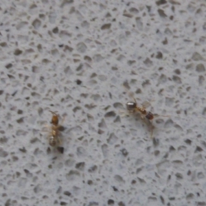 Doleromyrma sp. (genus) at Isaacs, ACT - 25 Jan 2017 10:00 AM