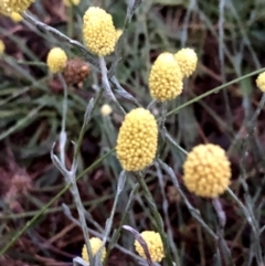 Calocephalus citreus (Lemon Beauty Heads) at Googong, NSW - 6 Jan 2019 by Wandiyali