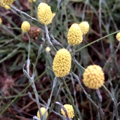 Calocephalus citreus (Lemon Beauty Heads) at Googong, NSW - 6 Jan 2019 by Wandiyali