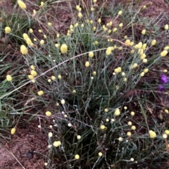 Calocephalus citreus at Googong, NSW - 6 Jan 2019 05:45 AM