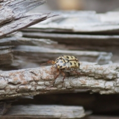 Neorrhina punctatum (Spotted flower chafer) at Cook, ACT - 2 Jan 2019 by Tammy