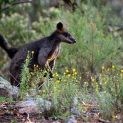 Wallabia bicolor at Macarthur, ACT - 6 Jan 2019