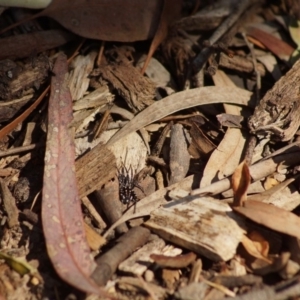 Nyssus albopunctatus at Cook, ACT - 20 Dec 2018