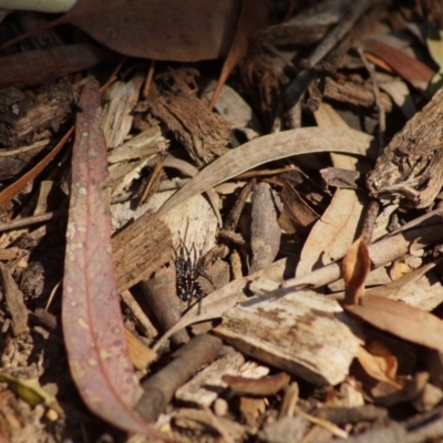 Nyssus albopunctatus (White-spotted swift spider) at Cook, ACT - 19 Dec 2018 by Tammy