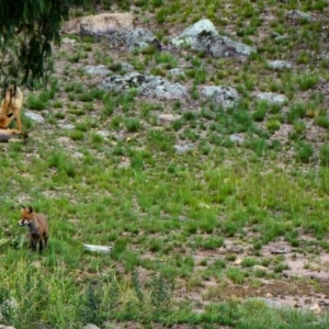 Vulpes vulpes at Fadden, ACT - 6 Jan 2019