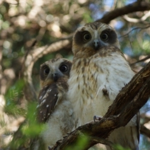 Ninox boobook at Cook, ACT - 25 Dec 2018