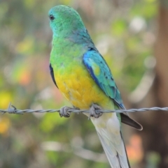 Psephotus haematonotus (Red-rumped Parrot) at Greenway, ACT - 18 Dec 2018 by MichaelBedingfield