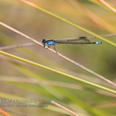 Ischnura heterosticta (Common Bluetail Damselfly) at Bawley Point, NSW - 19 Dec 2018 by CharlesDove