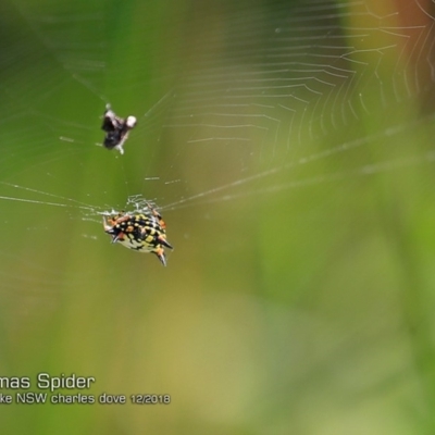 Austracantha minax (Christmas Spider, Jewel Spider) at Termeil, NSW - 18 Dec 2018 by Charles Dove