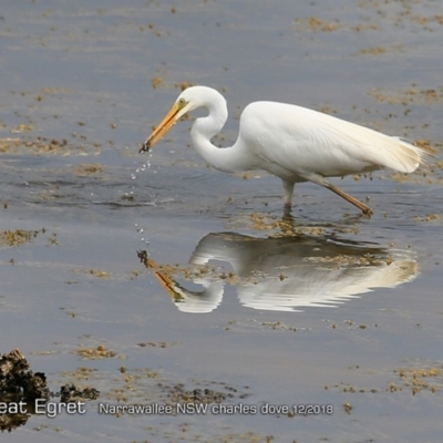 Ardea alba (Great Egret) at Narrawallee, NSW - 21 Dec 2018 by CharlesDove