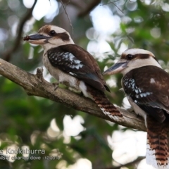 Dacelo novaeguineae (Laughing Kookaburra) at Mollymook, NSW - 18 Dec 2018 by CharlesDove