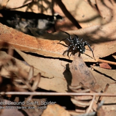 Nyssus albopunctatus (White-spotted swift spider) at Bawley Point, NSW - 18 Dec 2018 by Charles Dove