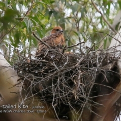 Lophoictinia isura (Square-tailed Kite) at Narrawallee, NSW - 19 Dec 2018 by CharlesDove