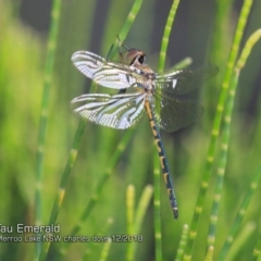 Hemicordulia tau (Tau Emerald) at Bawley Point, NSW - 18 Dec 2018 by CharlesDove