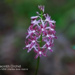 Dipodium variegatum (Blotched Hyacinth Orchid) at Narrawallee, NSW - 18 Dec 2018 by CharlesDove