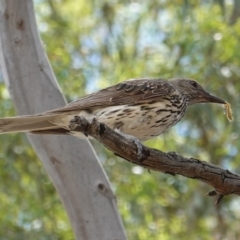 Oriolus sagittatus (Olive-backed Oriole) at Hughes, ACT - 6 Jan 2019 by JackyF